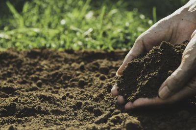 Prevent nutrient imbalances with soil testing!